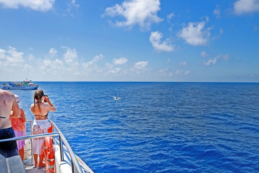 From Paguera: Dolphin Watching Cruise in a Glass-Bottom Boat - Risso’s dolphins, bottlenose dolphins, and what you’re actually watching for