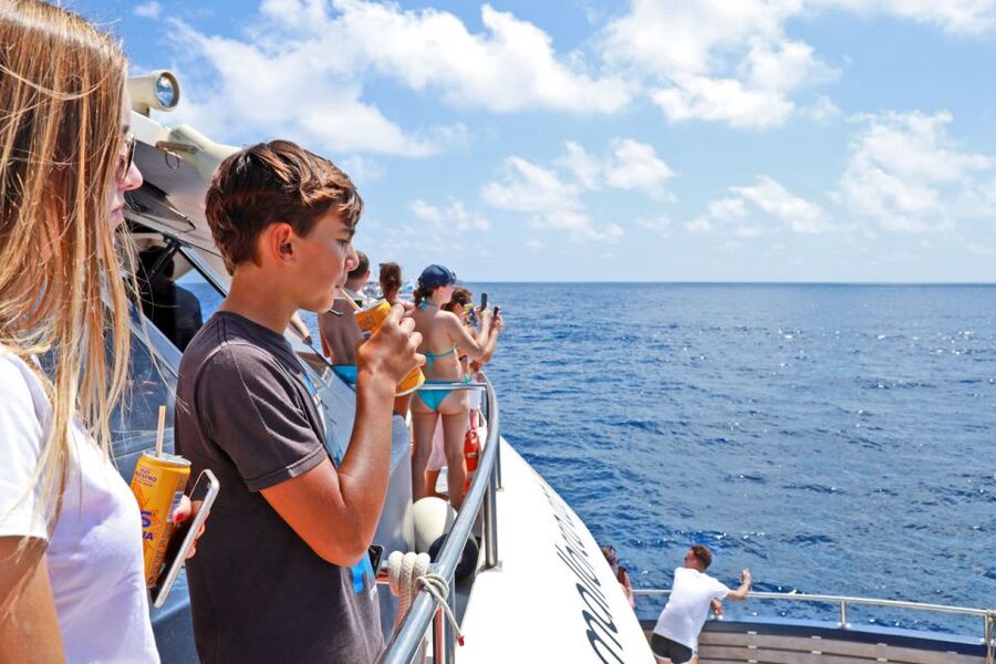From Paguera: Dolphin Watching Cruise in a Glass-Bottom Boat - The glass-bottom boat: cool idea, manage your expectations