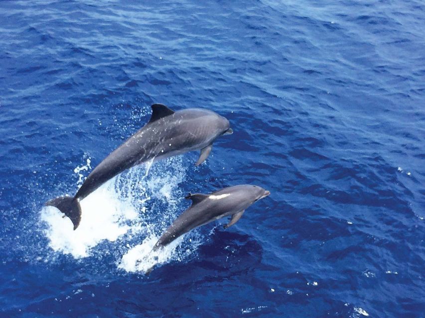 From Paguera: Dolphin Watching Cruise in a Glass-Bottom Boat - How the dolphin hunt works on a 1.5 to 2.5 hour outing