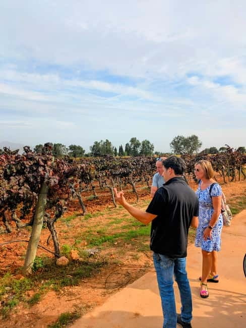 From Palma de Mallorca: Private Wine and Local Flavors Tour - Winery visit plus vineyards: what you actually learn in 3 hours