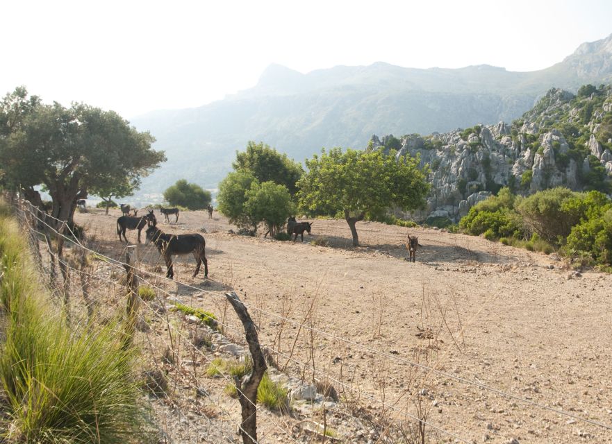 From Palma: Serra Tramuntana and Lluc Monastery Guided Tour - Price and value: is $117 worth it?