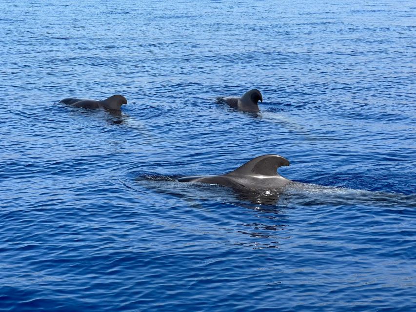From Playa San Juan: Whale Watching, Gigantes, and Masca Bay - From Playa San Juan to the Whale Sanctuary, What the 4 Hours Actually Feels Like