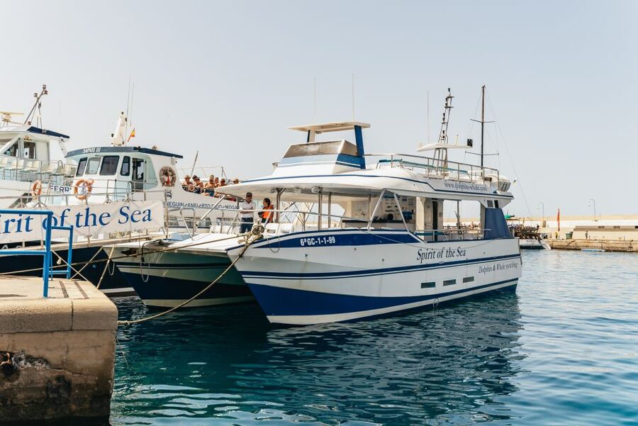 From Puerto Rico de Gran Canaria: Dolphin Watching Cruise - Key things that make this cruise worth your time