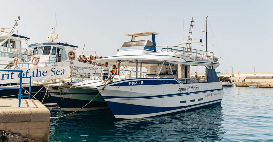 From Puerto Rico de Gran Canaria: Dolphin Watching Cruise - Getting to the port: the south-coast transfer setup