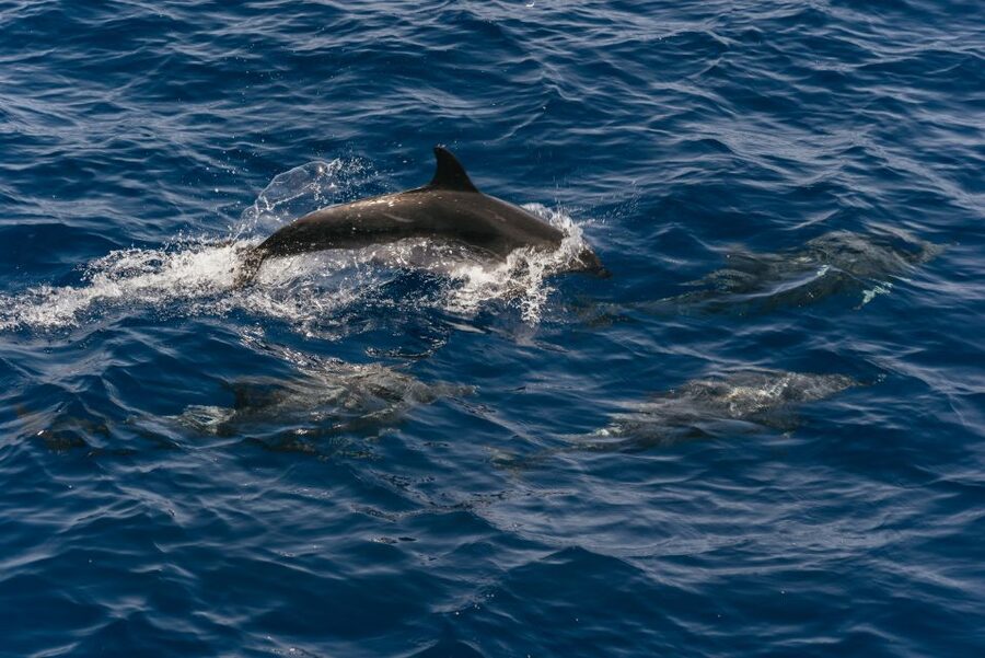 From Puerto Rico de Gran Canaria: Dolphin Watching Cruise - Out on the water: how the 2.5-hour cruise plays out