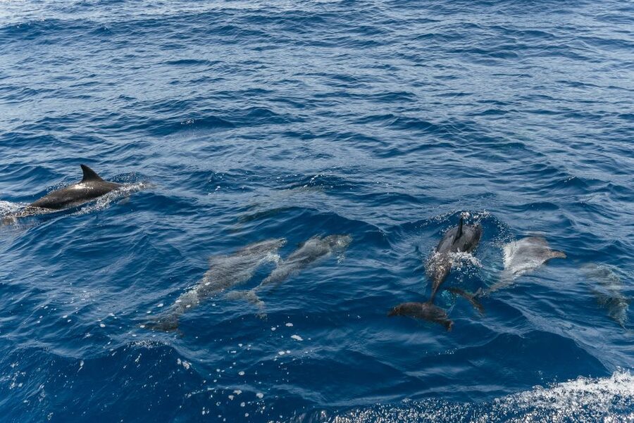 From Puerto Rico de Gran Canaria: Dolphin Watching Cruise - The wildlife rules that make the cruise feel ethical