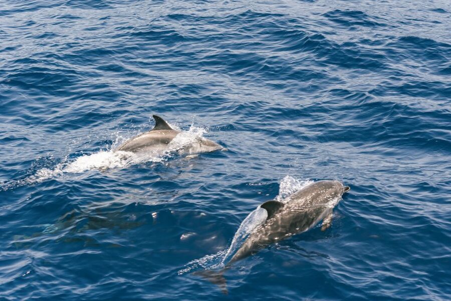 From Puerto Rico de Gran Canaria: Dolphin Watching Cruise - Comfort and motion: seasickness prep that actually helps