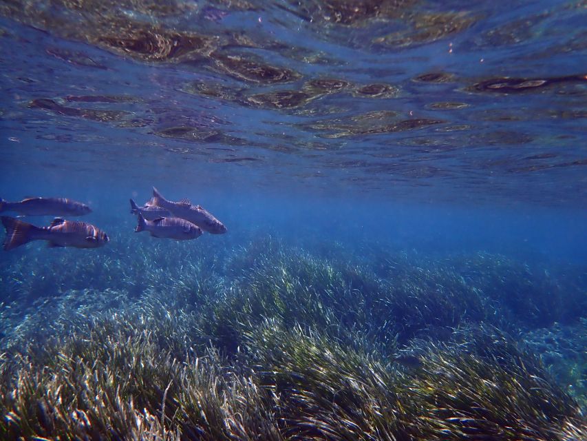 From Santa Pola: Snorkel Trip in Tabarca Island - Key highlights I think you’ll care about