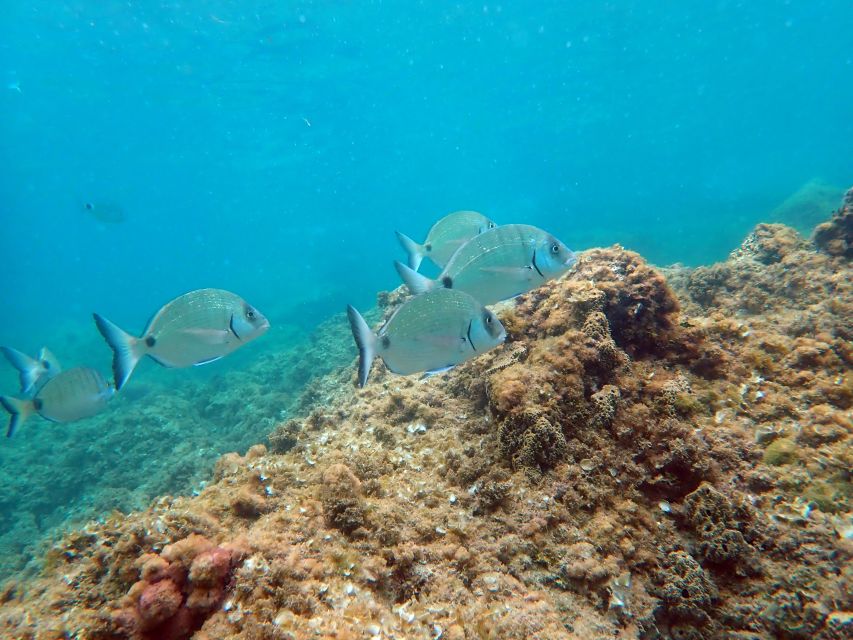 From Santa Pola: Snorkel Trip in Tabarca Island - Tabarca Island from Santa Pola: why this route is so easy