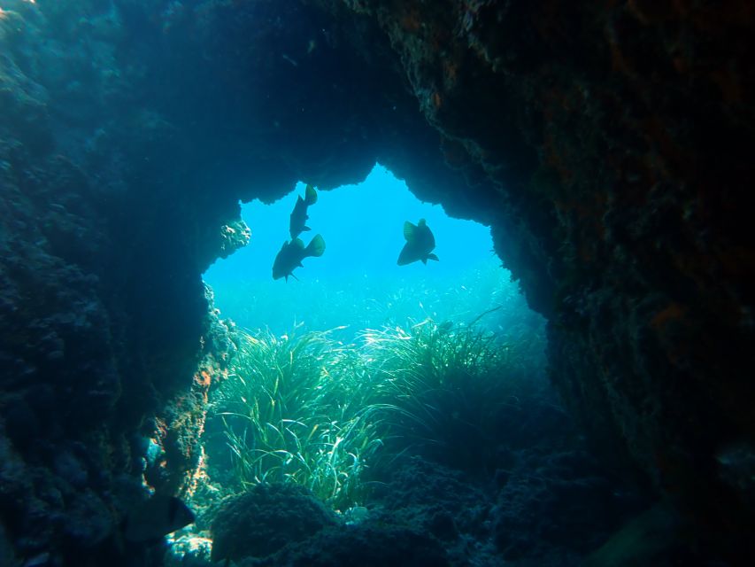 From Santa Pola: Snorkel Trip in Tabarca Island - Meeting at Scuba Elx: start on time for smoother gear help
