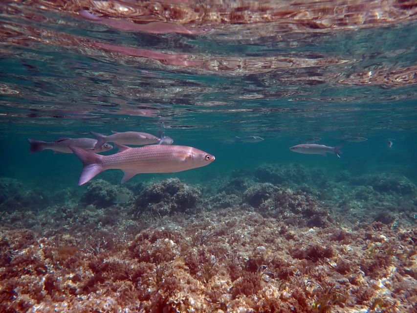 From Santa Pola: Snorkel Trip in Tabarca Island - Who should book this snorkel trip (and who should skip)