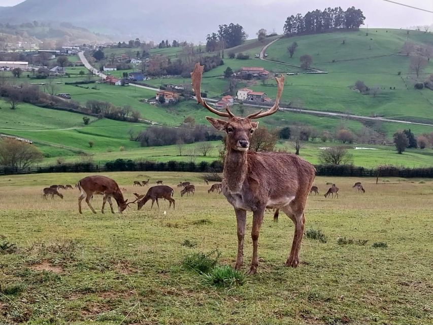 From Santander: Cabarceno Natural Park Half-Day Trip - Should you book this Cabárceno trip from Santander?