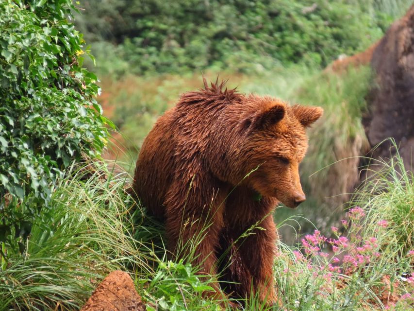 From Santander: Cabarceno Natural Park Half-Day Trip - Cabárceno Natural Park, a former mine turned wildlife reserve