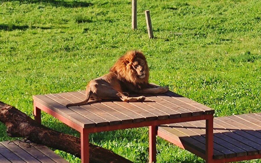 From Santander: Cabarceno Natural Park Half-Day Trip - Five continents of animals: what you’re likely to see, and how to set expectations