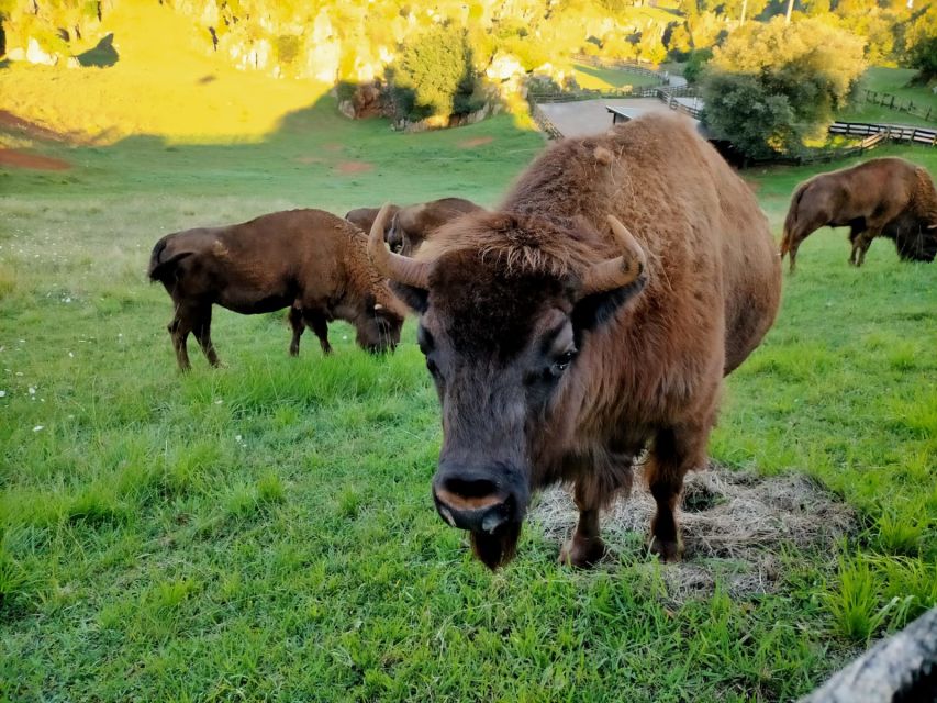 From Santander: Cabarceno Natural Park Half-Day Trip - Price and value for a $100 guided outing from Santander
