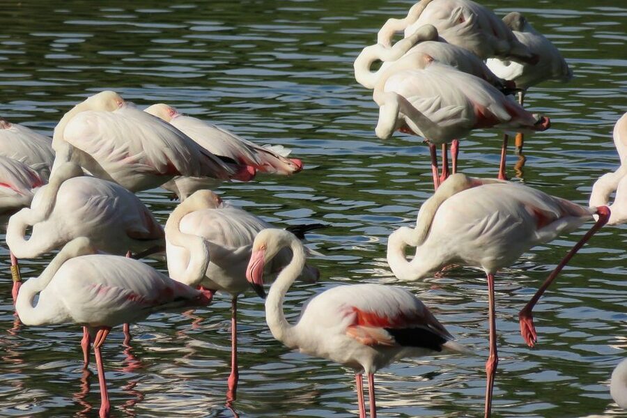 From Seville: Doñana National Park Day Trip - Key things that make this tour worth it