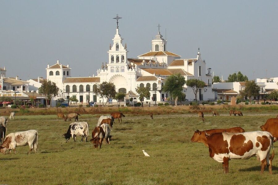 From Seville: Doñana National Park Day Trip - What the guides actually do for your sightings