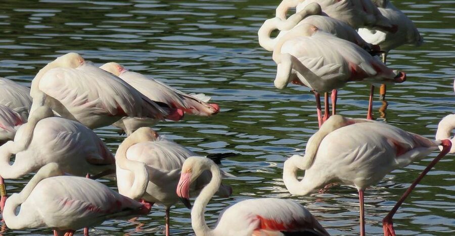 From Seville: Doñana National Park Day Trip - The big idea, a full Doñana route from Seville