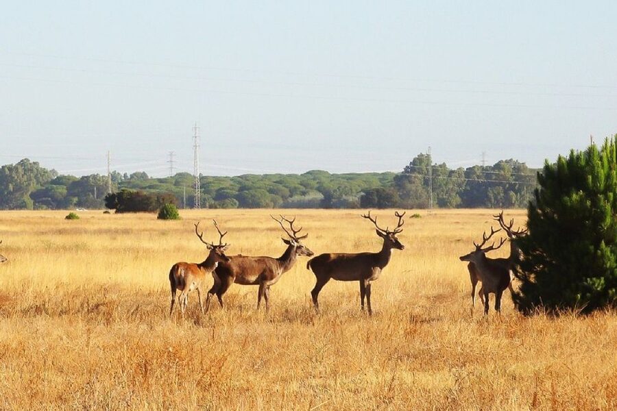 From Seville: Doñana National Park Day Trip - Marshes and rice fields, storks, flamingos, and imperial eagles