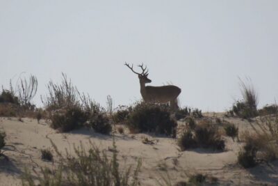 Doñana National Park Day Trip