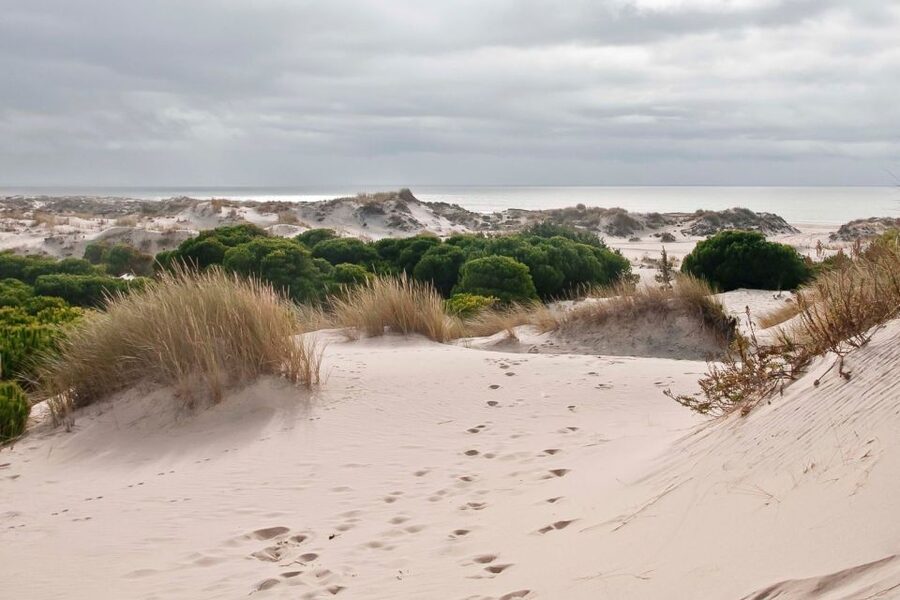 From Seville: Doñana National Park Day Trip - La Rocina walk, where the park feels alive