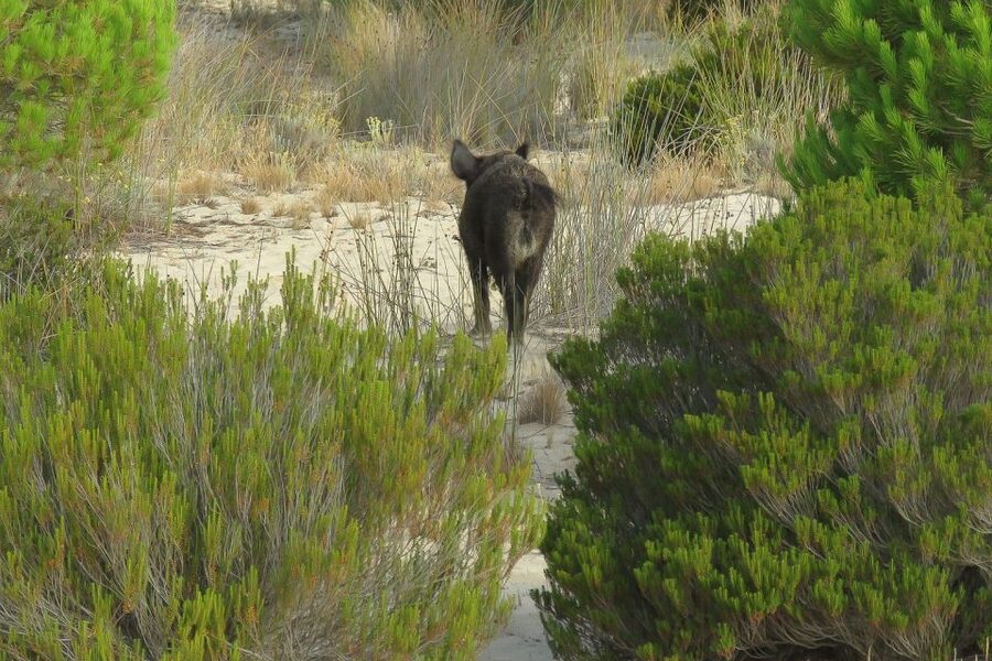 From Seville: Doñana National Park Day Trip - After lunch, the dune system and the Matalascanas beach break
