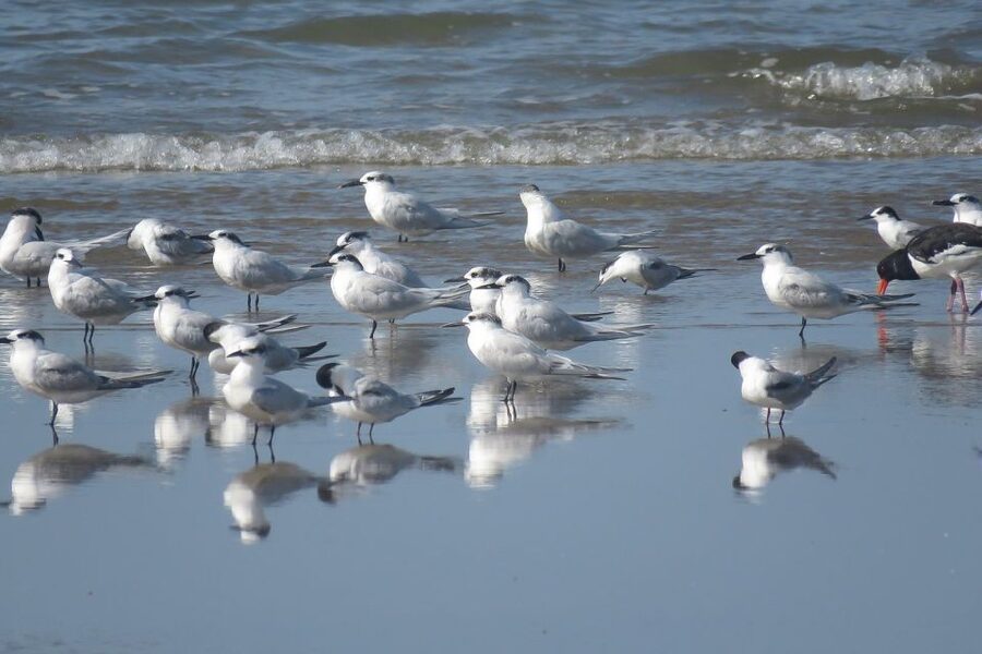 From Seville: Doñana National Park Day Trip - Asperillo sunset and the wildlife you hope for