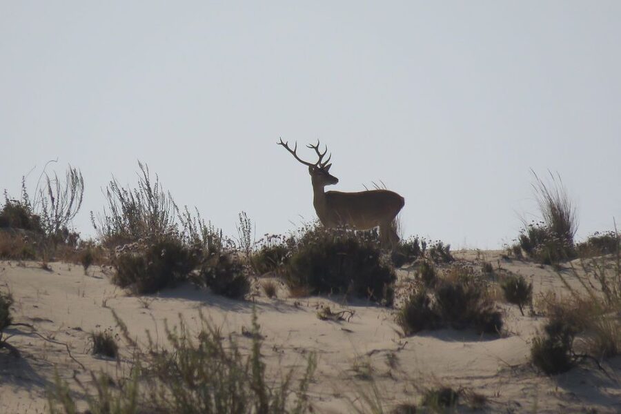 From Seville: Doñana National Park Day Trip - From Seville to Doñana, Coria del Río and the visitor center