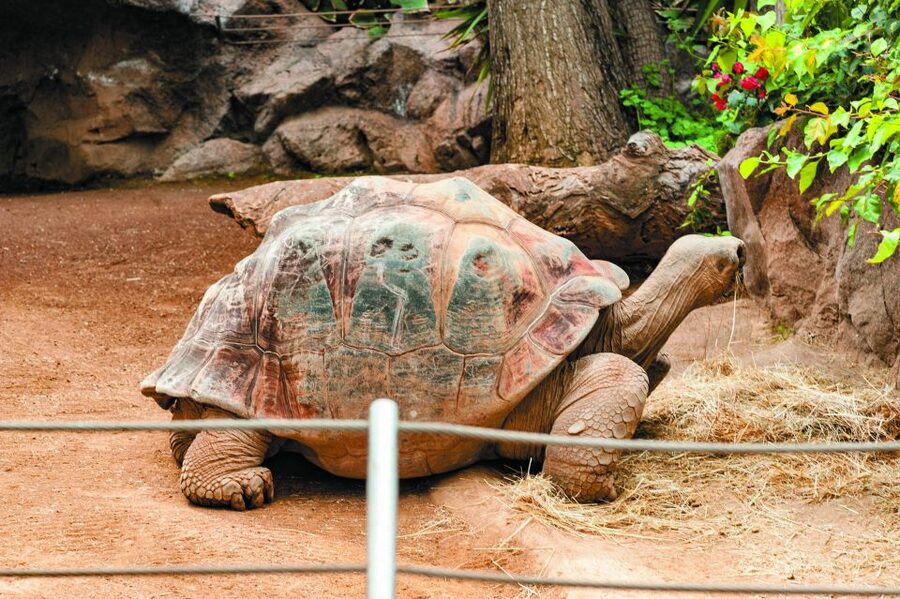 From South Tenerife: Loro Park Zoo Ticket & Hotel Transfers - Orca Ocean: killer whales, plus dolphins and sea lions