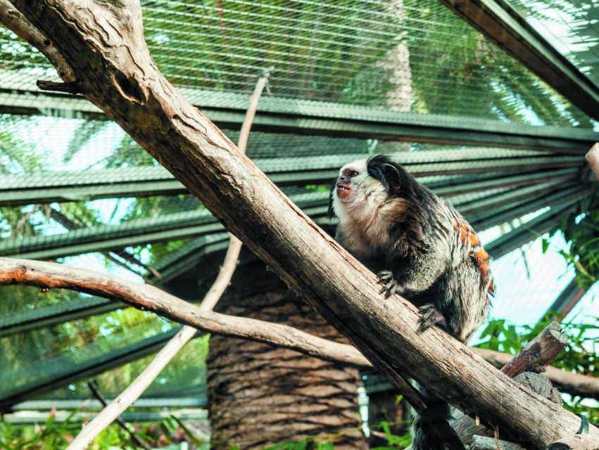 From South Tenerife: Loro Park Zoo Ticket & Hotel Transfers - Katandra TreeTops: hanging bridges and bird watching with jungle paths