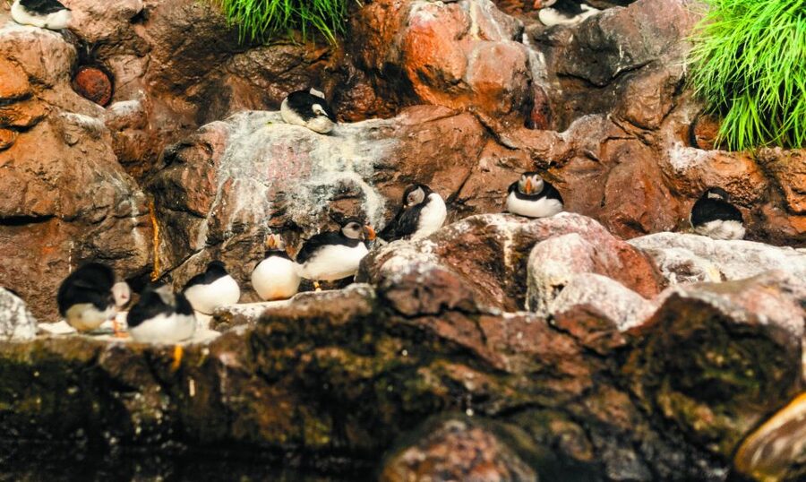 From South Tenerife: Loro Park Zoo Ticket & Hotel Transfers - The rest of Loro Parque: more than just penguins and whales
