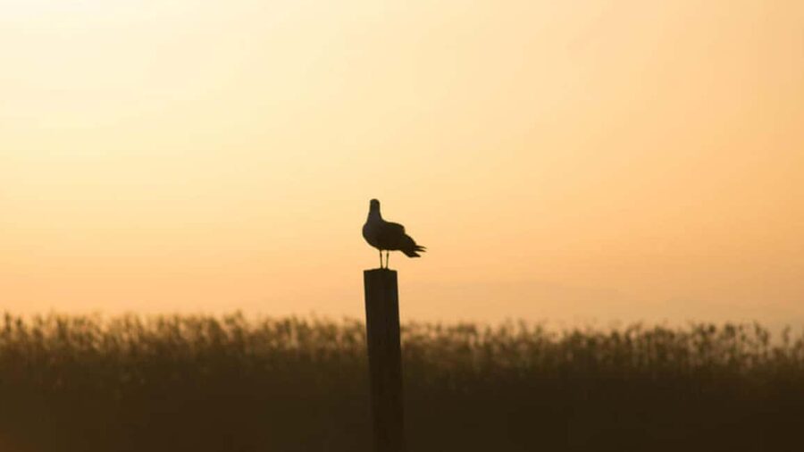 From Valencia: Albufera Natural Park Eco Boat Tour & Sunset - The route starts in Valencia: choose the pickup point that saves time