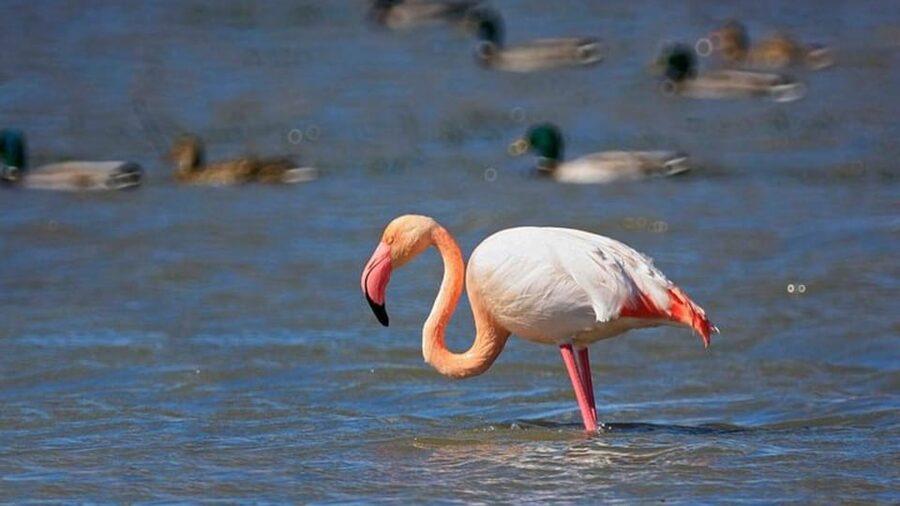 From Valencia: Albufera Natural Park Eco Boat Tour & Sunset - What to bring, and the simple rules that keep the day smooth