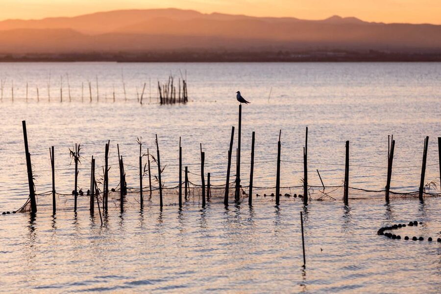 From Valencia: Albufera Natural Park with Sunset Boat Tour - Sunset photo tips that actually work on a boat