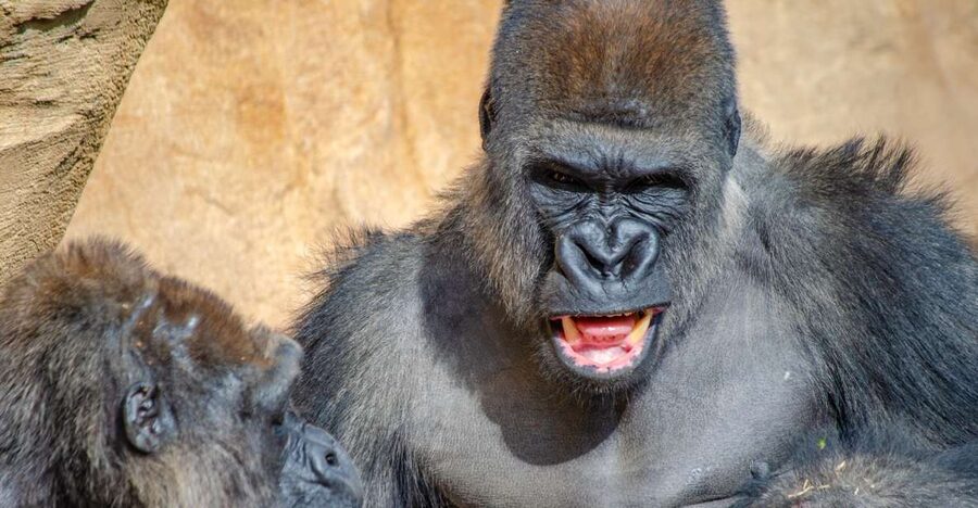 Fuengirola: Bioparc Entrance Ticket - Quick hits: what makes this ticket worth it