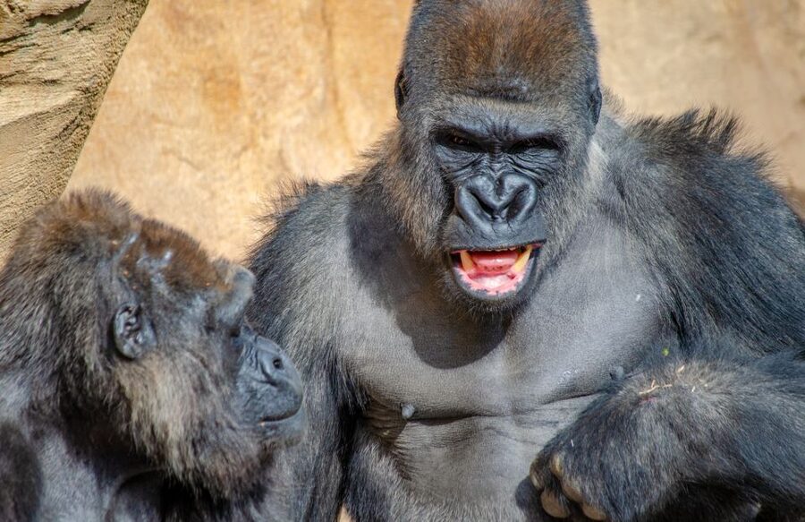 Fuengirola: Bioparc Entrance Ticket - The four habitats you will actually walk through