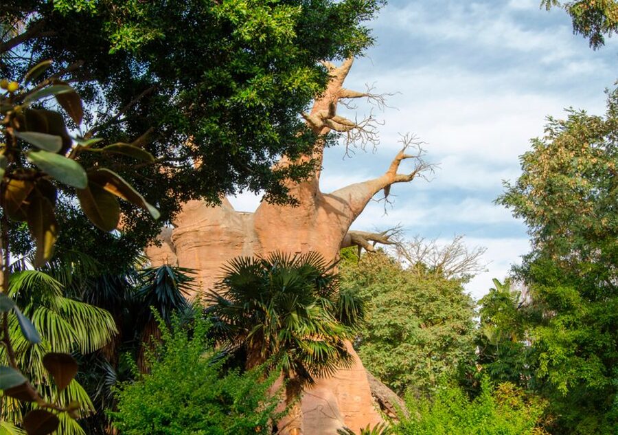 Fuengirola: Bioparc Entrance Ticket - Rules that matter for your experience (and why they exist)