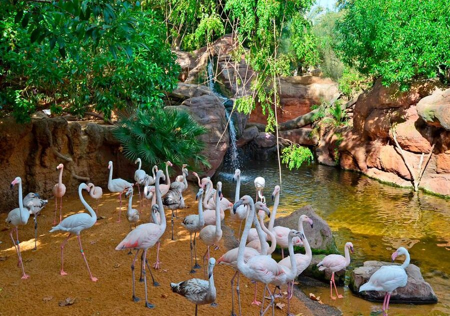 Fuengirola: Bioparc Entrance Ticket - Getting around: shade, pace, and practical comfort