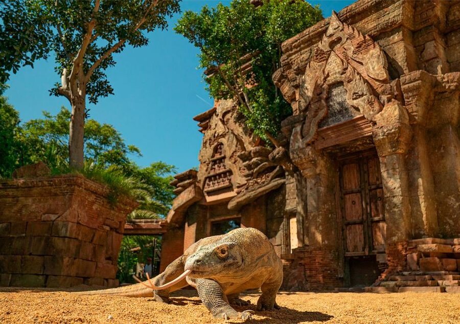 Fuengirola: Bioparc Entrance Ticket - Food, drinks, and the best way to avoid a mid-visit slowdown