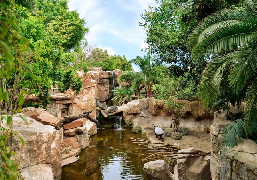 Fuengirola: Bioparc Entrance Ticket - Ticket value for a 1-day visit (and why $35 can make sense)