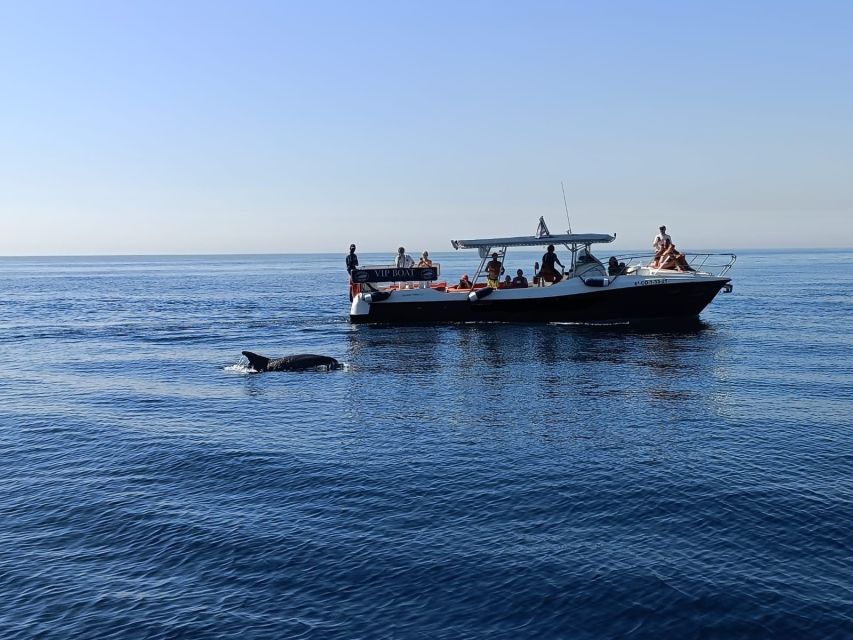 Fuengirola: Fantastic Dolphin Watching Yacht Tour with Drink - Who this tour is best for (and who should consider alternatives)