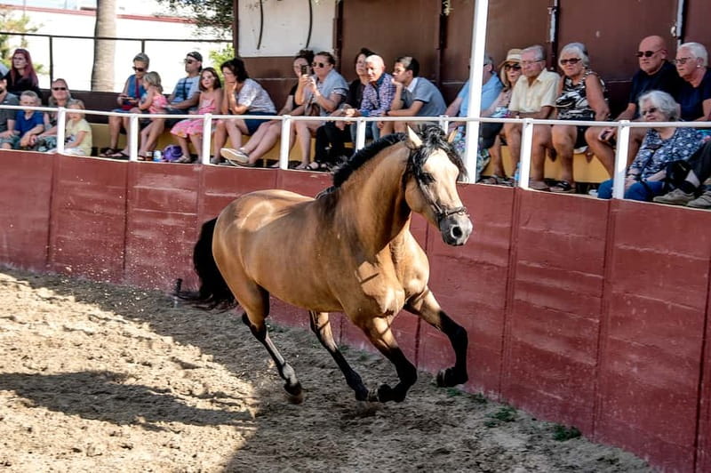 Fuengirola: Spanish Horse Show with Optional Dinner/Flamenco - Key Highlights You Should Know