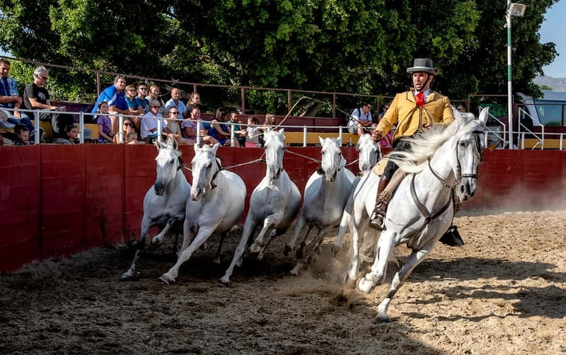 Fuengirola: Spanish Horse Show with Optional Dinner/Flamenco - Should You Book This Fuengirola Horse Show With Flamenco?