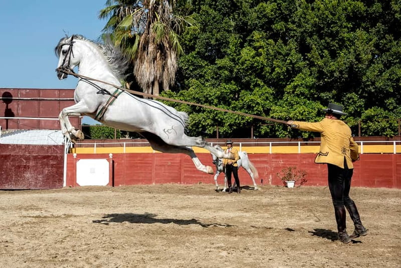 Fuengirola: Spanish Horse Show with Optional Dinner/Flamenco - Dinner at 19:45: Homemade Paella and a Seated Andalusian Meal