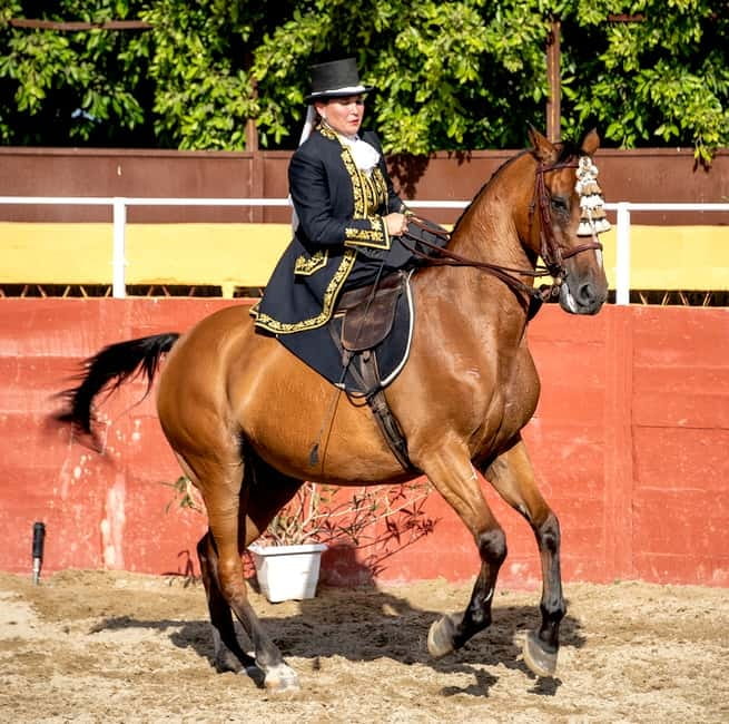 Fuengirola: Spanish Horse Show with Optional Dinner/Flamenco - Getting There From Malaga, Estepona, Marbella, and Fuengirola