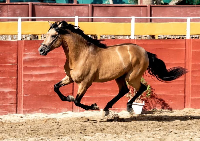 Fuengirola: Spanish Horse Show with Optional Dinner/Flamenco - Who This Is Best For, and Who Might Want a Different Plan