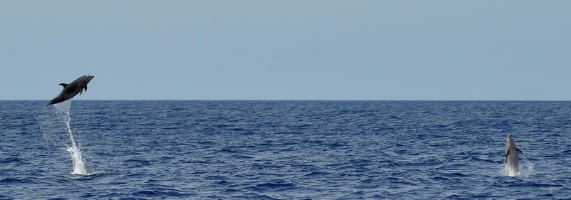 Fuerteventura: Catamarán navegación a vela y delfines. - Key things I’d plan around before you go