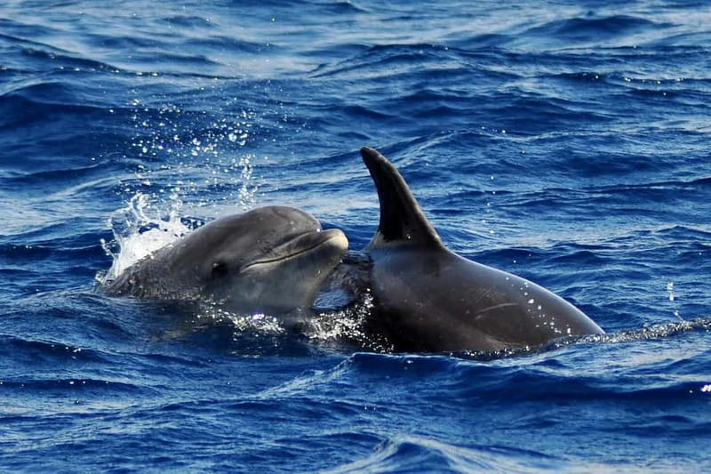 Fuerteventura: Catamarán navegación a vela y delfines. - Where you sail for dolphins and whales, and what you might see
