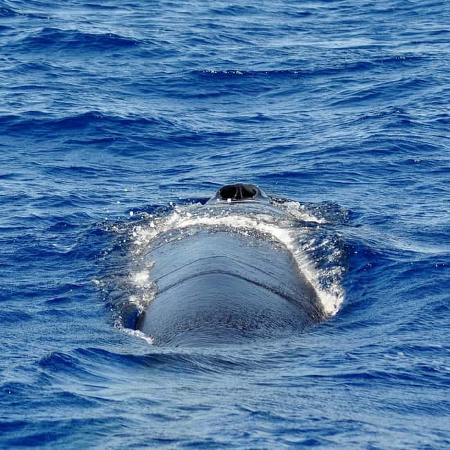 Fuerteventura: Catamarán navegación a vela y delfines. - Transfers from Morro Jable, Costa Calma, and Tarajalejo