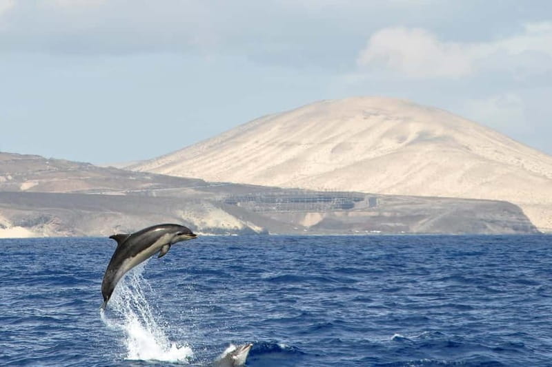 Fuerteventura: Catamarán navegación a vela y delfines. - Blue Boat whale watching, and why the group size changes everything